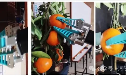 Từ phòng thí nghiệm đến nhà vườn: Bài toán tổn thương cơ học của robot thu hoạch