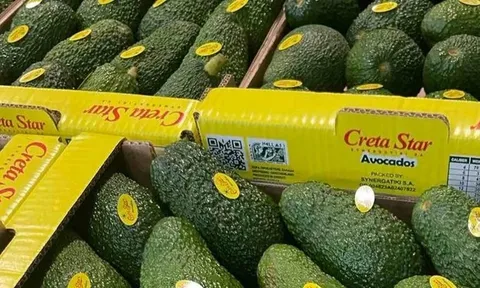 Bơ Hass Hy Lạp: Sản lượng bứt phá đi kèm thách thức về kích cỡ và chất lượng thu hoạch