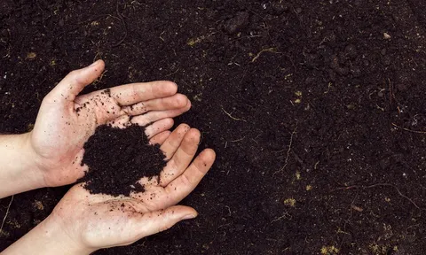 Bí mật của người Nhật về cách dùng lợi khuẩn để hồi sinh đất đai