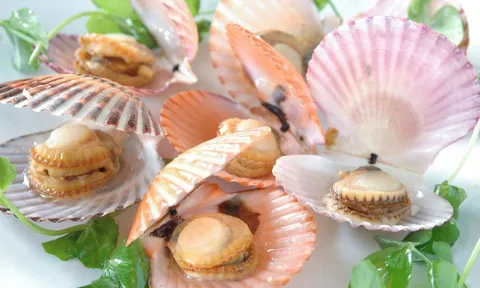 Xuất khẩu sò điệp Việt Nam bứt phá, cơ hội lớn trong tái cấu trúc thị trường toàn cầu