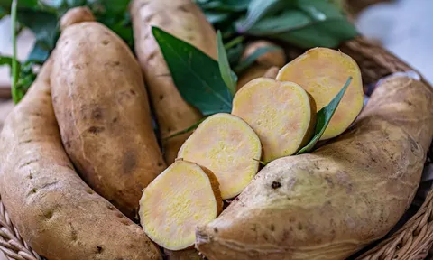 Lời giải từ lớp màng sinh học giúp nông dân Đài Loan (Trung Quốc) nhân ba sản lượng khoai lang