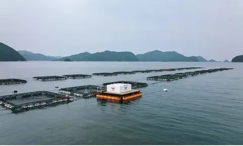 Các tập đoàn sushi Nhật Bản chạy đua công nghệ cứu nguồn hải sản trước nguy cơ cạn kiệt