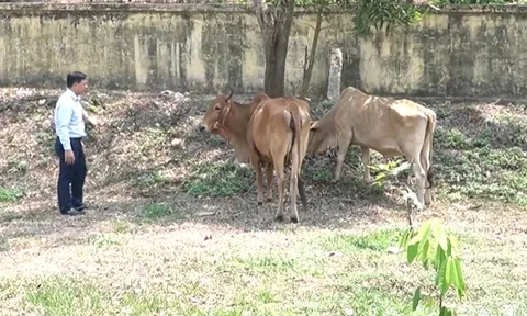 Quảng Trị siết chặt phòng chống dịch bệnh từ gia súc nhập lậu qua biên giới xã Lao Bảo