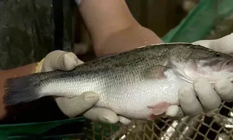 'Phù thủy' làng cá Tô Châu: Điều khiển quy luật sinh sản tự nhiên để thu  185 tỷ đồng mỗi năm