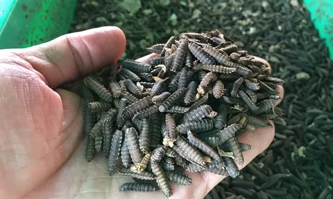 Cựu chuyên gia NASA và tham vọng từ 'đế chế' ruồi lính đen