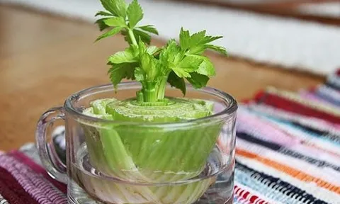 Hồi sinh rác thải nhà bếp thành vườn rau tại gia