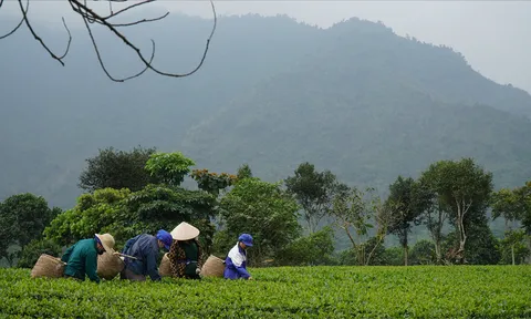 Tuyệt kỹ từ những đôi tay hái trà thủ công và hành trình gìn giữ vị trà di sản