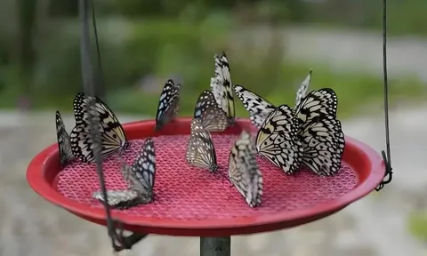 Hồi sinh làng đá bằng ‘vũ điệu triệu cánh bướm’