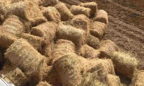 Biến rơm rạ thành giấy: Công nghệ đột phá nâng tầm phế phẩm nông nghiệp thành "vàng xanh"