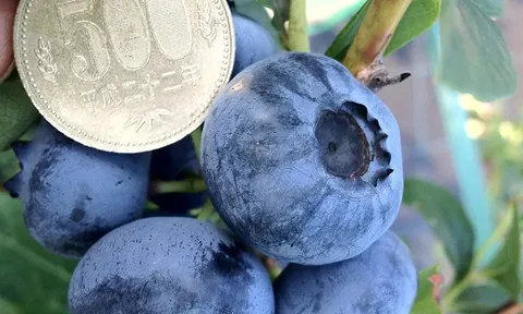 Đại dương xanh trong vườn việt quất: Khi nông dân chỉ bận 60 ngày mỗi năm