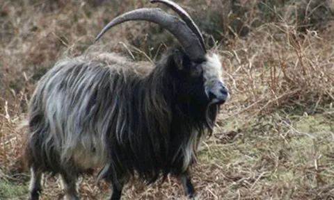 Giống dê bản địa Ireland duy trì nguồn gene quý suốt 3.000 năm