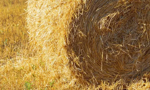 Từ rơm rạ đến nguyên liệu sinh học: Cuộc cách mạng xanh trong xử lý phế phẩm nông lâm nghiệp