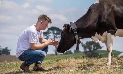 Doanh nghiệp vòng cổ AI cho bò gọi vốn 220 triệu USD, định giá chạm mốc 2 tỷ USD