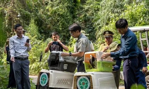 Quảng Trị: Nhiều loài chim quý hiếm được tái thả về rừng tự nhiên tại Vườn Quốc gia Phong Nha – Kẻ Bàng