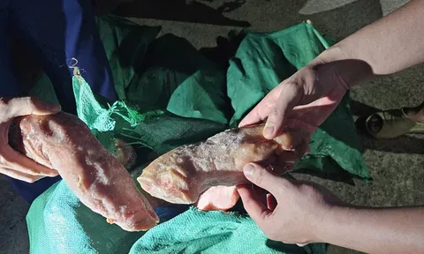 Lạng Sơn: Ngăn chặn lô hàng 960 kg thực phẩm không rõ nguồn gốc xuất xứ