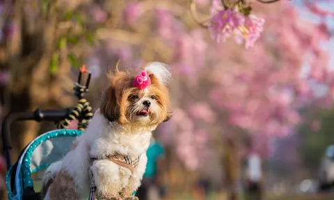 Ngành thú cưng Nhật Bản: Khi 'phụ thu cảm xúc' trở thành động cơ tăng trưởng mới