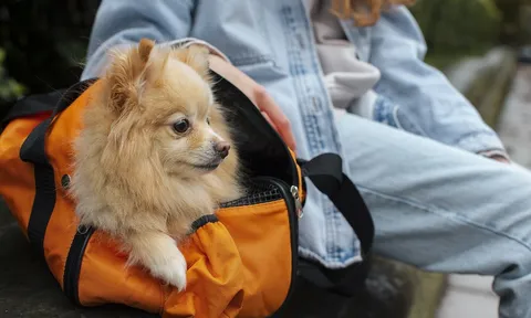 Kinh tế thú cưng tại Đông Á: Khi không gian công cộng và du lịch chuyển mình vì 'những người bạn bốn chân'