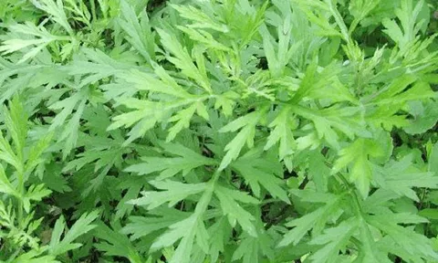 Thanh hao, ngải cứu và rau sam: Bộ ba báu vật giúp đàn gà khỏe mạnh, ít tốn tiền thuốc