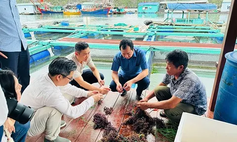 Blue Horizon: Cứu đại dương thông qua hoạt động nuôi trồng rong biển