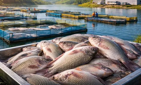 Nuôi cá rô phi công nghệ cao bứt phá tại São Paulo