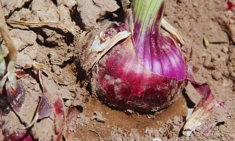 Tinta INTA: Câu chuyện về giống hành ngọt sau 14 năm nghiên cứu