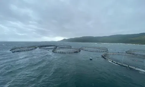 Thủy sản Trung Quốc bứt phá nhờ công nghệ tuần hoàn RAS