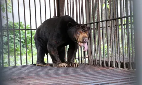 Cứu hộ 4 cá thể gấu quý hiếm về Vườn Quốc gia Bạch Mã