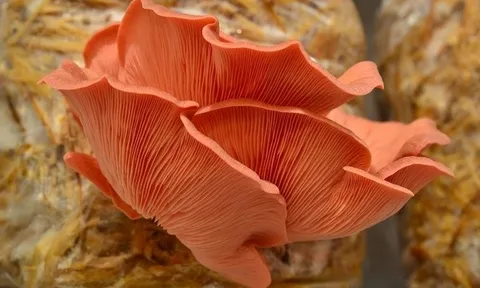 Nấm sò hồng chịu nhiệt: Giải pháp vàng phá vỡ tính mùa vụ trong canh tác nấm