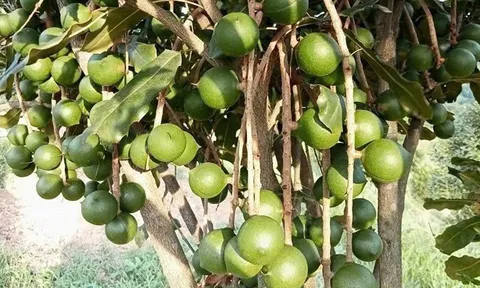 Nông thôn mới – OCOP: Động lực phát triển ở Đắk Tô, Quảng Ngãi