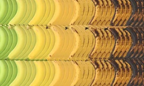 Giống chuối chỉnh sửa gen được cấp phép tại Nhật Bản và Brazil