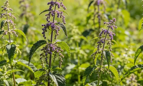 Giải mã bản đồ di truyền cây tía tô: Rút ngắn một nửa thời gian chọn tạo giống mới