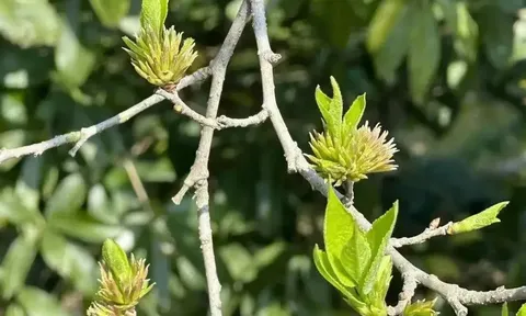Cây đỗ trọng: Từ tài nguyên thô đến sản phẩm chiếm lĩnh thị trường cao cấp toàn cầu