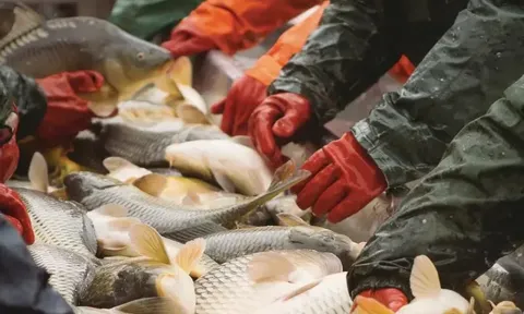 FAO: Tỷ lệ gian lận hải sản toàn cầu có thể lên tới 20%