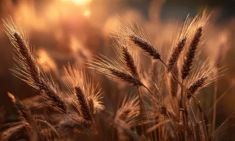 Lúa mì cổ đại từng là 'chiến binh' thực thụ trên những cánh đồng