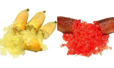 Chanh ngón tay Australia: Sản vật cổ xưa khẳng định vị thế nông sản cao cấp