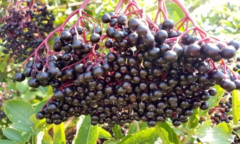 Giải mã cơ chế 'thỏa hiệp' kỳ lạ giữa cây cơm cháy và bọ cánh cứng