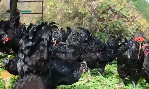 Từ thầy giáo làng đến 'Vua gà đen'