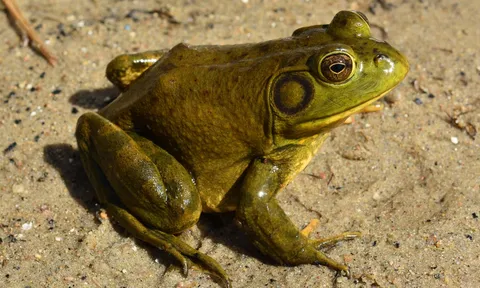 Ngành thương mại thịt ếch 'tiếp tay' cho sự càn quét của loài nấm tử thần trên toàn cầu