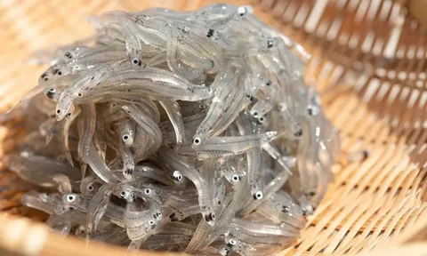 Shirasu: Thương hiệu 'cá trắng' Nhật Bản chinh phục thực khách toàn cầu