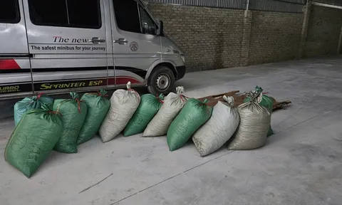 Xử phạt tổng cộng 16 năm tù hai đối tượng buôn bán trái phép 900 kg vảy tê tê