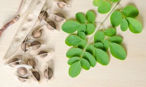 Hạt chùm ngây giúp làm sạch vi nhựa trong nước uống hiệu quả