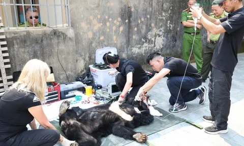 Nghệ An: Bàn giao hai cá thể gấu ngựa quý hiếm về Trung tâm Cứu hộ Gấu Việt Nam