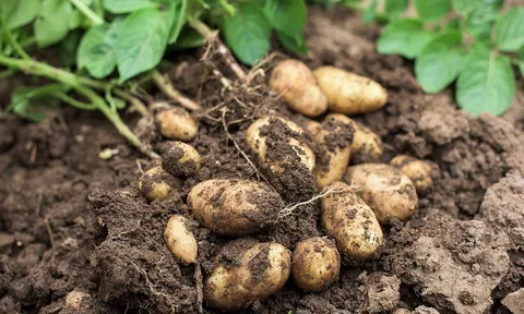 Hành trình chọn tạo những giống khoai tây ưu việt phục vụ ngành công nghiệp thực phẩm