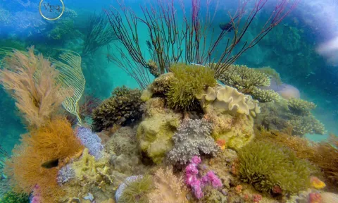 Chiến lược thiết lập và nâng cao hiệu quả quản lý hệ thống khu bảo tồn biển Việt Nam đến năm 2030