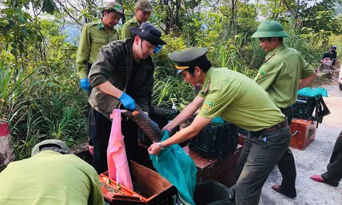 Thả 9 cá thể tê tê Java quý hiếm về Vườn Quốc gia Bạch Mã