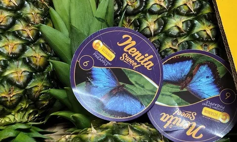 Bí quyết nâng tầm giá trị và kéo dài độ tươi cho trái dứa từ việc dưỡng đất