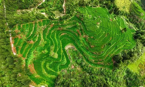 Trung Quốc chiếm lĩnh thị trường Matcha nhờ chiến lược sản xuất chuẩn hóa