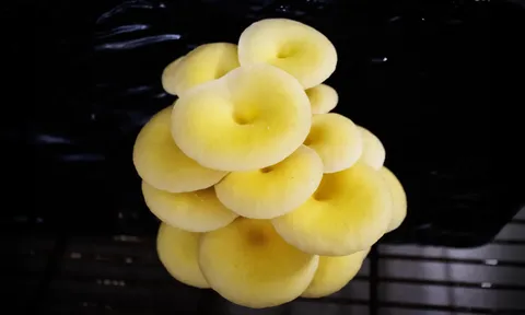 Nấm sò vàng: Từ món ngon trên bàn ăn đến 'kẻ xâm lấn' thầm lặng trong những cánh rừng