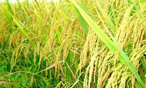 Sản xuất thử nghiệm giống lúa màu đặc sản Bát và Khẩu cẩm xẳng tại một số tỉnh Bắc Trung Bộ