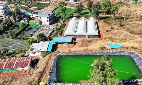 Ấn Độ: Sản xuất dâu tây thượng hạng quanh năm nhờ kỹ thuật canh tác chính xác không dùng đất